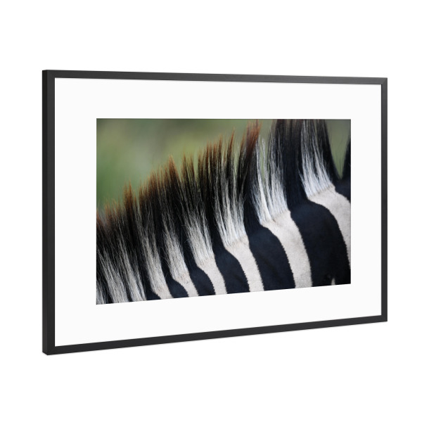 Poster mit Rahmen Schwarz (Metallic) "Striped Mane" artboxONE - Natur,Tiere,Schwarzweiß