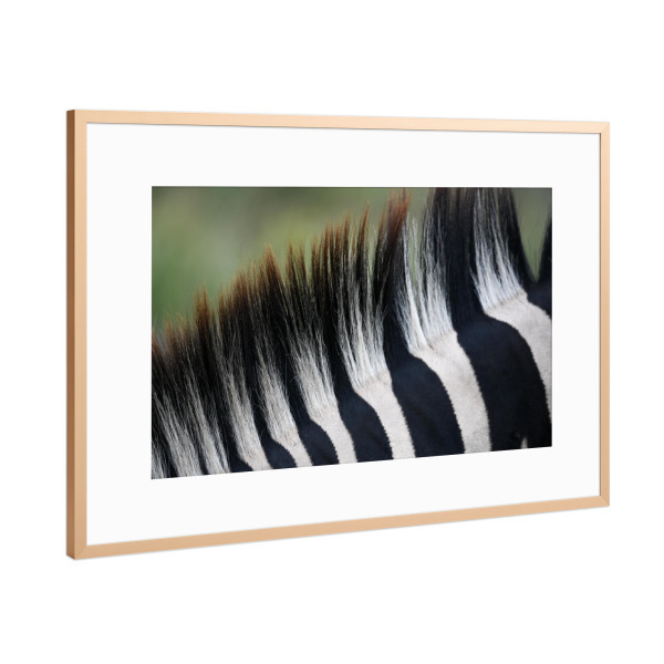 Poster mit Rahmen Kupfer "Striped Mane" artboxONE - Natur,Tiere,Schwarzweiß