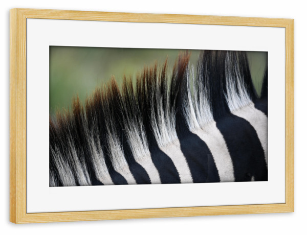 Poster mit Rahmen kiefer "Striped Mane" artboxONE - Natur,Tiere,Schwarzweiß