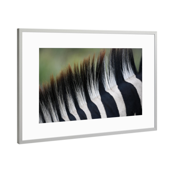 Poster mit Rahmen Silber "Striped Mane" artboxONE - Natur,Tiere,Schwarzweiß