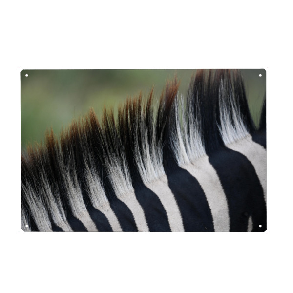 Holzbild "Striped Mane" artboxONE - Natur,Tiere,Schwarzweiß