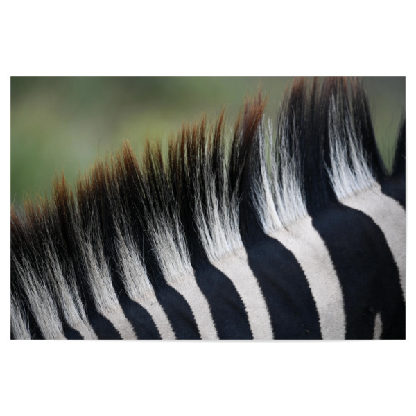 Poster 30x20 cm "Striped Mane" artboxONE - Natur,Tiere,Schwarzweiß