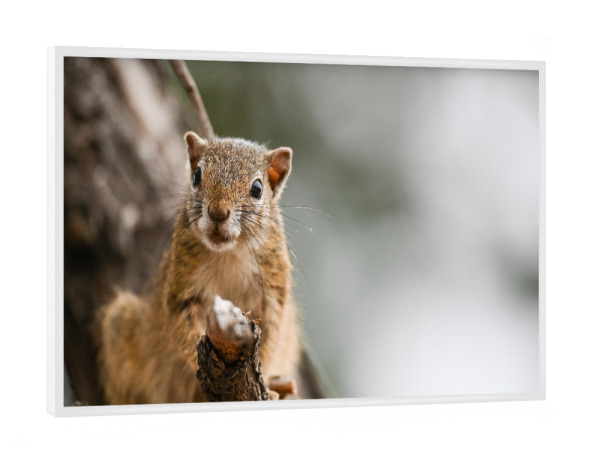 Poster mit weißem Rahmen "Whiskers" artboxONE - Natur,Tiere