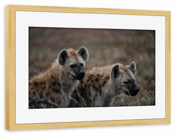 Poster mit Rahmen kiefer "Brotherly Love" artboxONE - Natur,Tiere