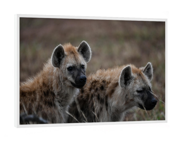 Poster mit weißem Rahmen "Brotherly Love" artboxONE - Natur,Tiere
