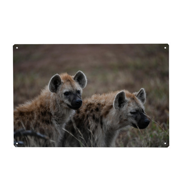 Metall Poster "Brotherly Love" artboxONE - Natur,Tiere - Wildtiere,Hyänen,Bruder,Südafrika,Wild,Animal,Tier,Nature,Natur,Southafrica,Brothers,Hyenas