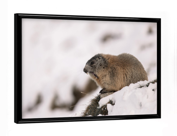 Poster mit schwarzem Rahmen "Yawn!" artboxONE - Natur,Tiere