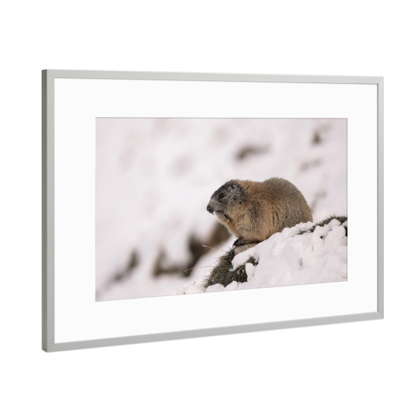 Poster mit Rahmen Silber "Yawn!" artboxONE - Natur,Tiere