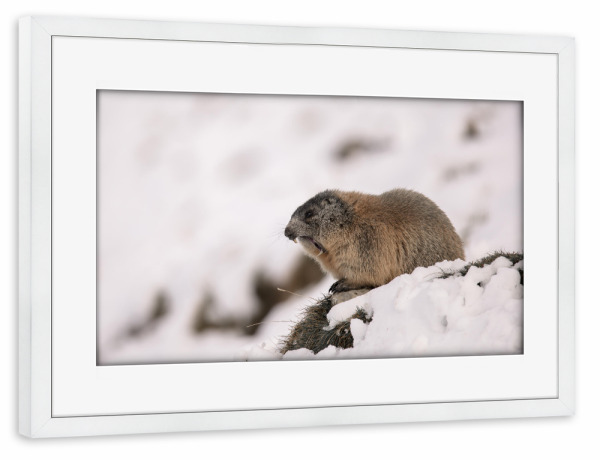 Poster mit Rahmen weiß "Yawn!" artboxONE - Natur,Tiere