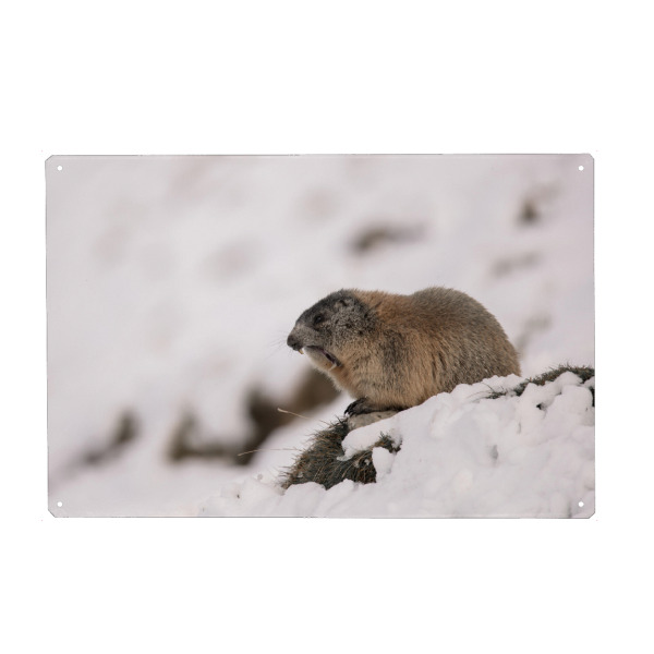 Metall Poster "Yawn!" artboxONE - Natur,Tiere