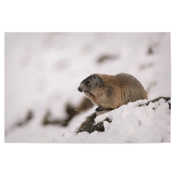 Poster "Yawn!" artboxONE - Natur,Tiere