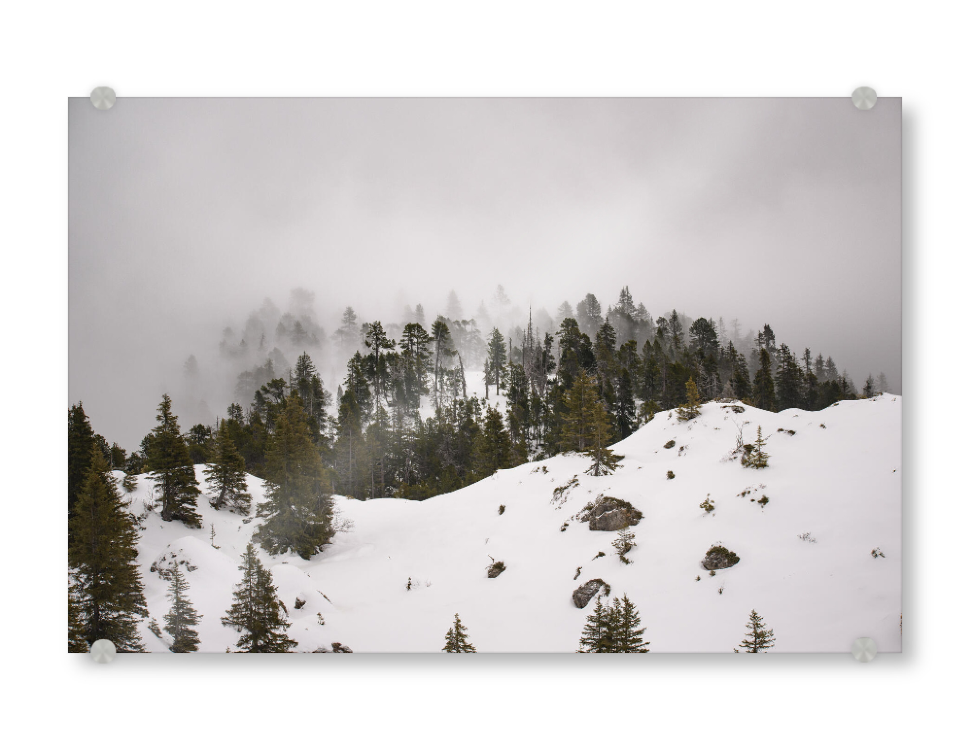 Acrylglasbild "Misty Pines" artboxONE - Natur