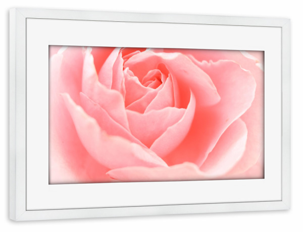Poster mit Rahmen weiß "Zarte Rose" artboxONE - Natur,Floral,Für Mama