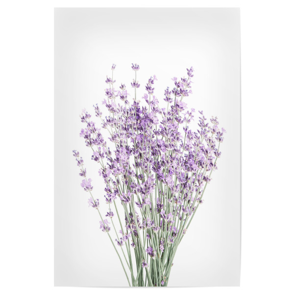 Poster "Lavender bunch" artboxONE - Floral - Flowers,Purple,Lavender,Botanical,Plant,Nature,Lavender bunch,Herbst,Autumn,Pflanze,Natur,Strauß