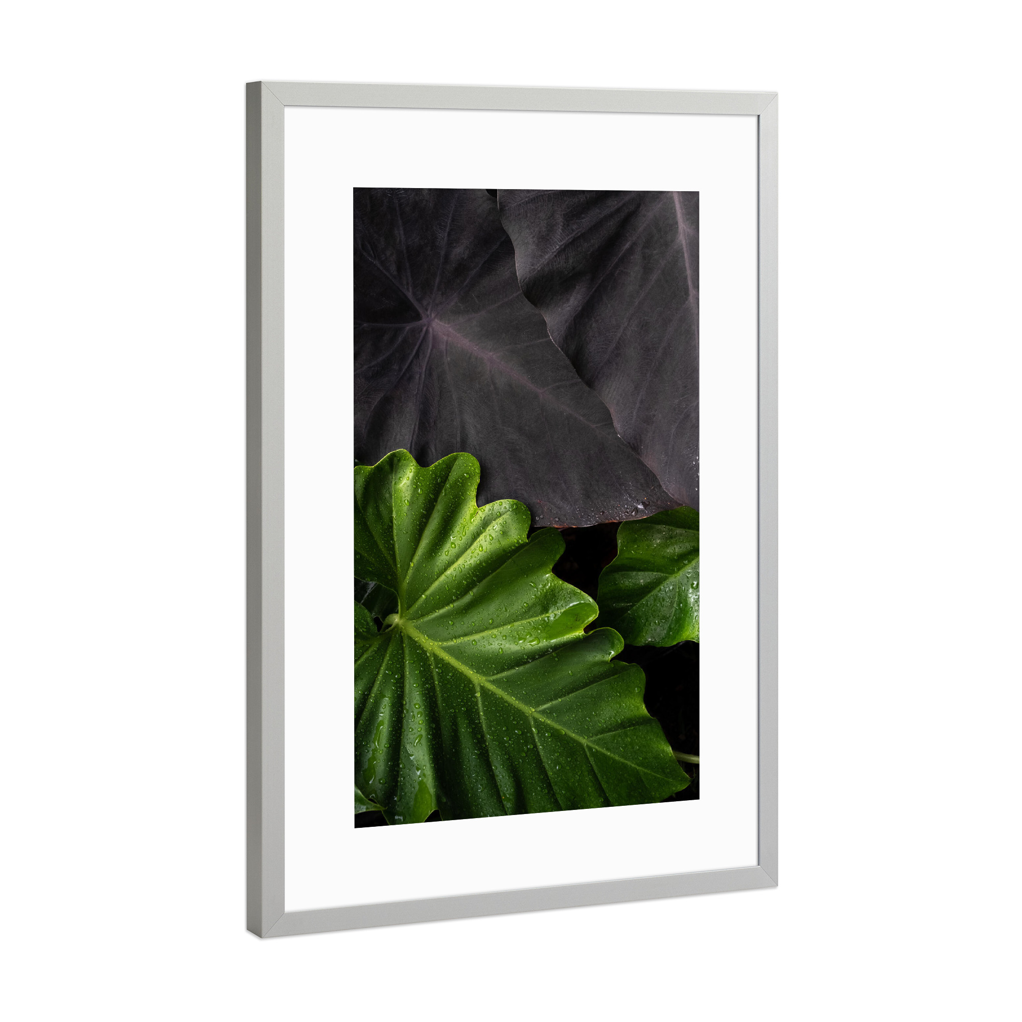 Poster mit Rahmen Silber "Contrast Leaves" artboxONE - Natur,Floral - Leaf,Leaves,Colorful,Foliage,Nature,Green,Black,Garden,Landscaping,Natur,Blätter