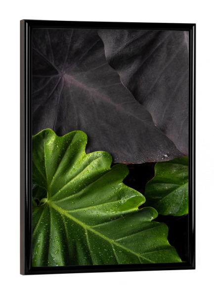 Poster mit schwarzem Rahmen "Contrast Leaves" artboxONE - Natur,Floral