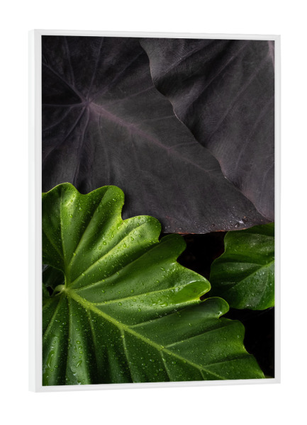 Poster mit weißem Rahmen "Contrast Leaves" artboxONE - Natur,Floral