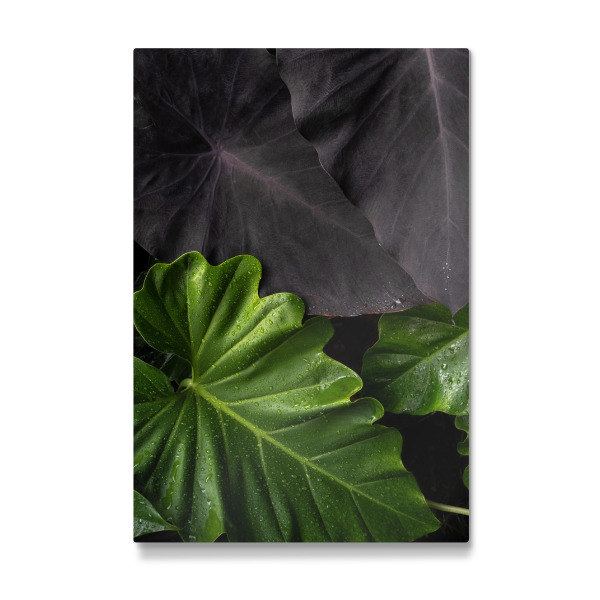 Galerie-Print "Contrast Leaves" 30x20 cm artboxONE