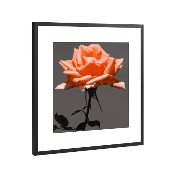 Poster mit Rahmen Schwarz (Metallic) "Rose pantone ck" artboxONE - Abstrakt - Rose,Pflanze,Blume,Colorkey,Pantone,Valentines,Valentines tag,Flower