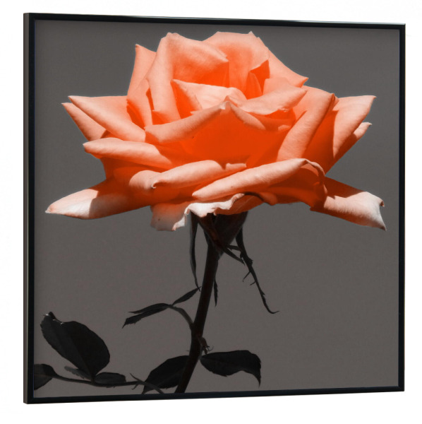 Poster mit schwarzem Rahmen 30x30 cm "Rose pantone ck" artboxONE - Abstrakt - Rose,Pflanze,Blume,Colorkey,Pantone,Valentines,Valentines tag,Flower