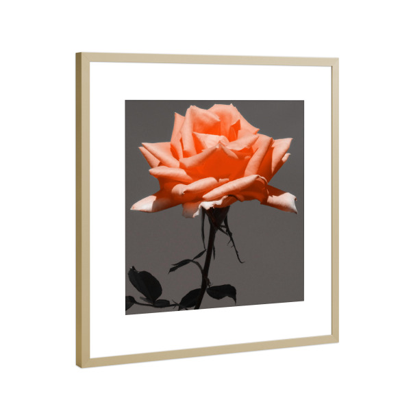 Poster mit Rahmen Gold "Rose ck" artboxONE - Abstrakt - Rose,Pflanze,Blume,Colorkey,Pantone,Valentines,Valentines tag,Flower