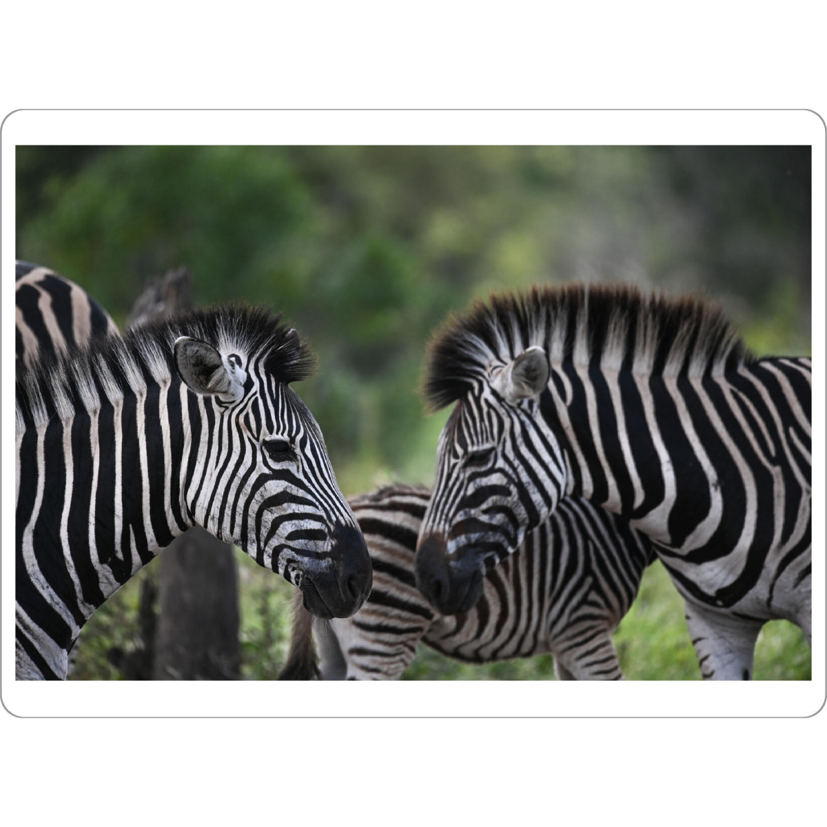 Tischset "Striped Kiss" artboxONE - Natur,Tiere - Zebras,Kuss,Küssen,Kiss,Animal,Tiere,Natur,Nature,Wild,Wildtiere,Süss,Romantisch,Südafrika