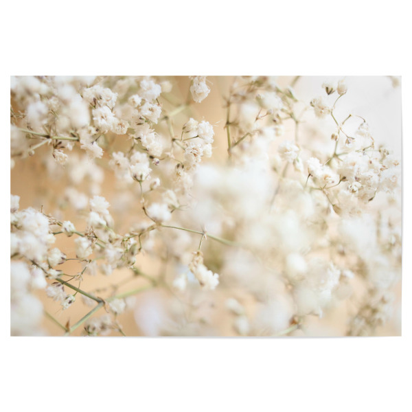 Poster "Schleierkraut" artboxONE - Natur,Floral - Schleierkraut,Verträumt,Weißbeige,Nude,Nature,Zarteblumen,Natur,Blume,Flower