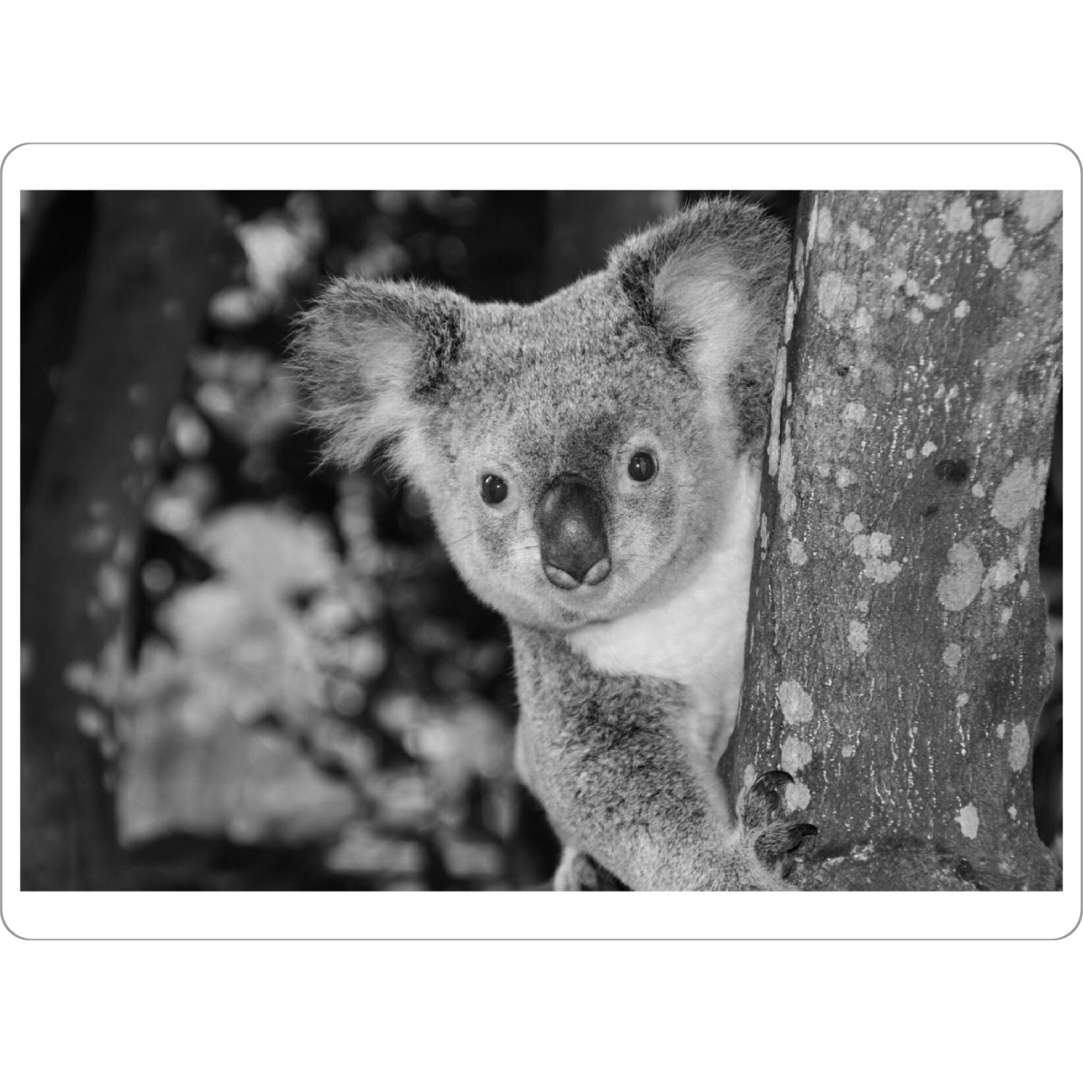 Tischset "Neugieriger Kuala Bär im Baum" artboxONE - Natur,Für Kinder,Tiere,Schwarzweiß