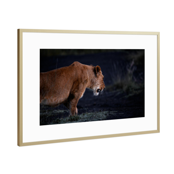 Poster mit Rahmen Gold "On the Prowl" artboxONE - Natur,Tiere