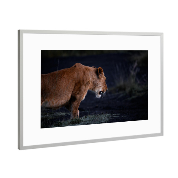 Poster mit Rahmen Silber "On the Prowl" artboxONE - Natur,Tiere