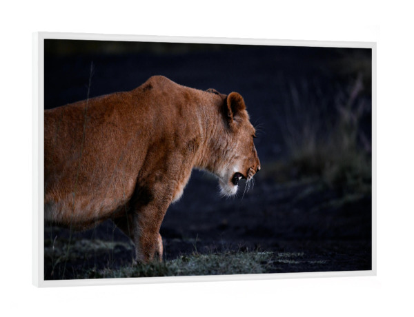 Poster mit weißem Rahmen "On the Prowl" artboxONE - Natur,Tiere