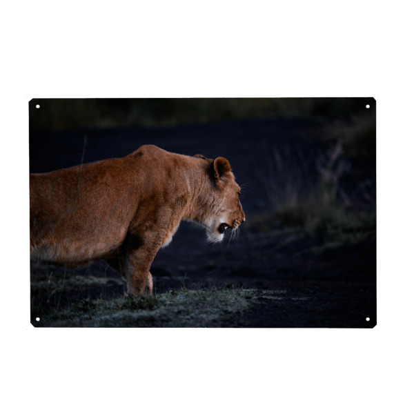 Metall Poster "On the Prowl" artboxONE - Natur,Tiere