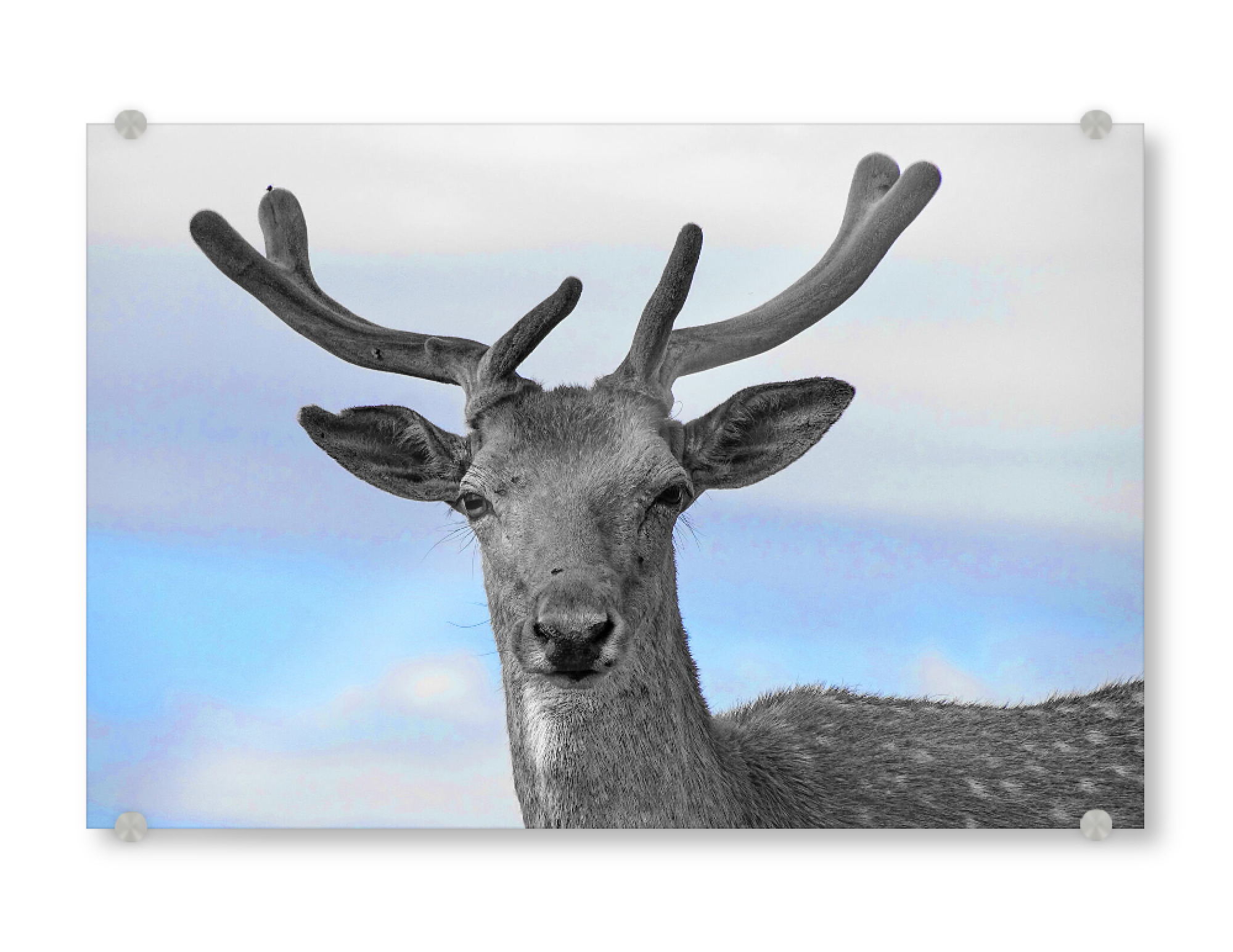 Acrylglasbild "Hirsch Portrait ck" artboxONE - Natur,Tiere - Hirsch,Colorkey,Tier,Geweih,Portrait,Deer,Animal,Nature,Natur,Wild,Closeup