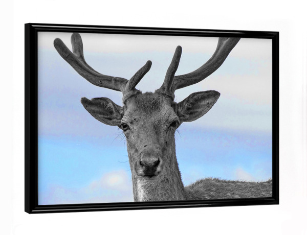 Poster mit schwarzem Rahmen "Hirsch Portrait ck" artboxONE - Natur,Tiere - Hirsch,Colorkey,Tier,Geweih,Portrait,Deer,Animal,Nature,Natur,Wild,Closeup