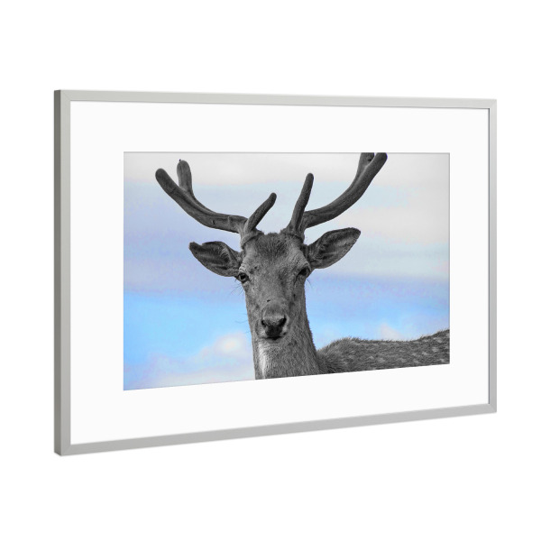 Poster mit Rahmen Silber "Hirsch Portrait ck" artboxONE - Natur,Tiere - Hirsch,Colorkey,Tier,Geweih,Portrait,Deer,Animal,Nature,Natur,Wild,Closeup