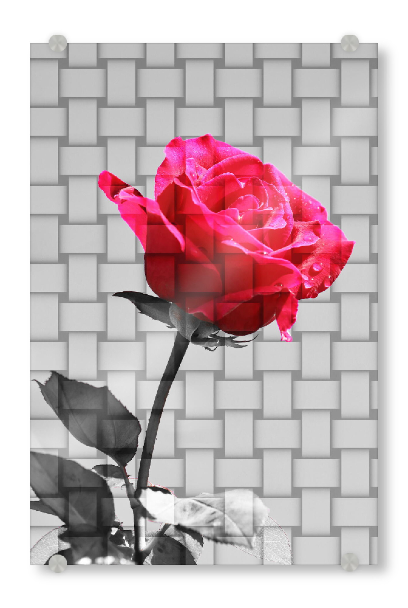 Acrylglasbild "Liebes Rose Valentines" artboxONE - Floral,Abstrakt,Liebe