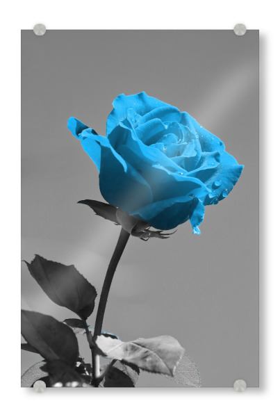 Acrylglasbild "Liebes Rose blau ck" artboxONE - Natur,Abstrakt,Liebe - Rose,Liebe,Blume,Colorkey,Valentines,Valentines tag,Love,Flower,Valentinstag