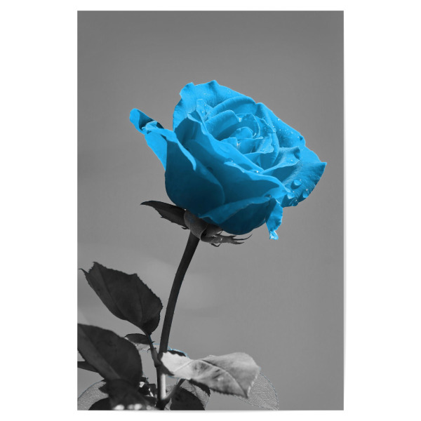 Poster 30x20 cm "Liebes Rose blau ck" artboxONE - Natur,Abstrakt,Liebe - Rose,Liebe,Blume,Colorkey,Valentines,Valentines tag,Love,Flower,Valentinstag