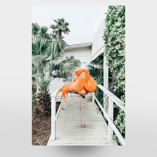 Flamingo Beach House