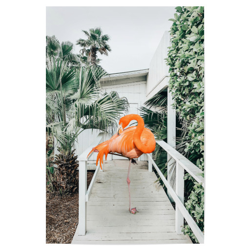 Flamingo Beach House