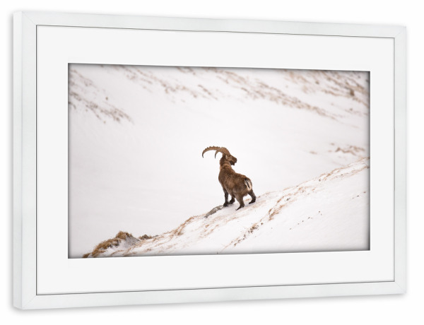 Poster mit Rahmen weiß "King of the Mountain" artboxONE - Natur,Tiere