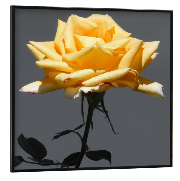 Poster mit schwarzem Rahmen 30x30 cm "Rose gelb ck" artboxONE - Natur,Floral,Abstrakt - Rose,Blume,Pflanze,Colorkey,Nature,Natur,Floral,Closeup