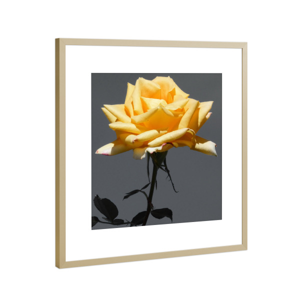 Poster mit Rahmen Gold "Rose gelb ck" artboxONE - Natur,Floral,Abstrakt - Rose,Blume,Pflanze,Colorkey,Nature,Natur,Floral,Closeup
