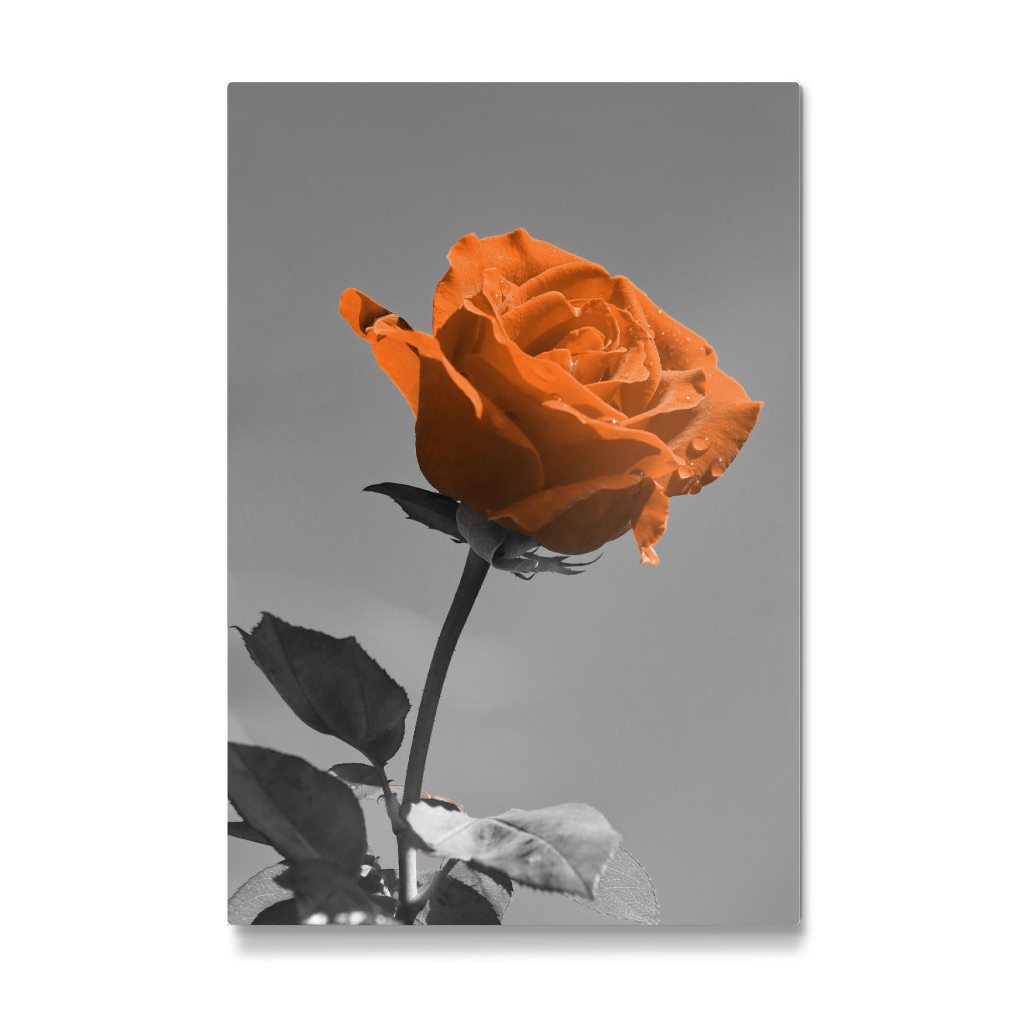Galerie-Print "Liebes Rose orange ck" 30x20 cm artboxONE