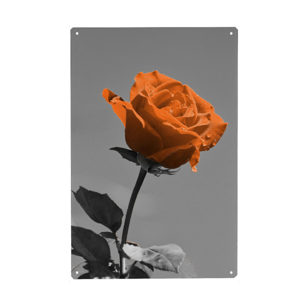 Metall Poster "Liebes Rose orange ck" artboxONE - Natur,Liebe - Rose,Liebe,Colorkey,Valentines,Valentines tag,Love,Blume,Flower,Valentinstag,Closeup