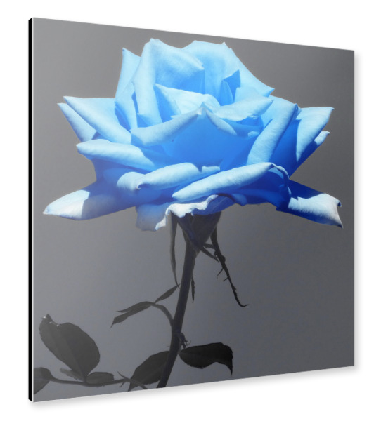 Alu-Dibond "Rose hellblau ck" 30x30 cm artboxONE