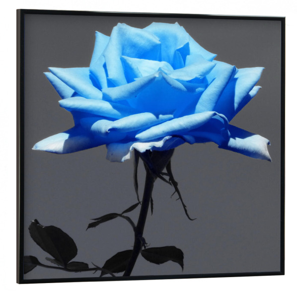 Poster mit schwarzem Rahmen 30x30 cm "Rose hellblau ck" artboxONE - Natur,Floral
