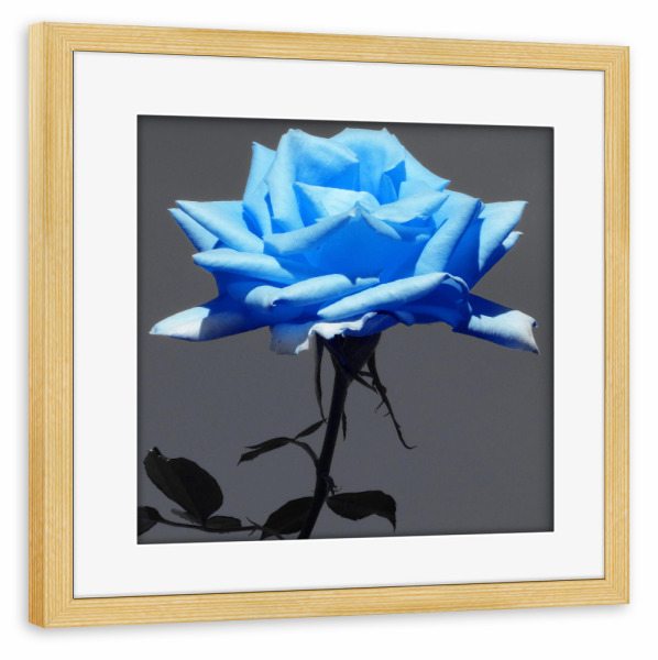 Poster mit Rahmen kiefer "Rose hellblau ck" artboxONE - Natur,Floral - Rose,Pflanze,Blume,Colorkey,Valentines,Valentines tag,Flower,Colorful,Closeup