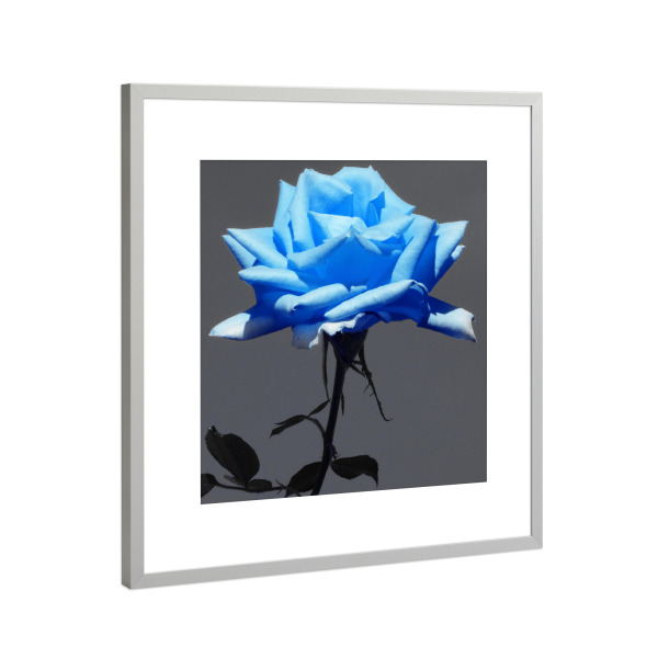 Poster mit Rahmen Silber "Rose hellblau ck" artboxONE - Natur,Floral - Rose,Pflanze,Blume,Colorkey,Valentines,Valentines tag,Flower,Colorful,Closeup