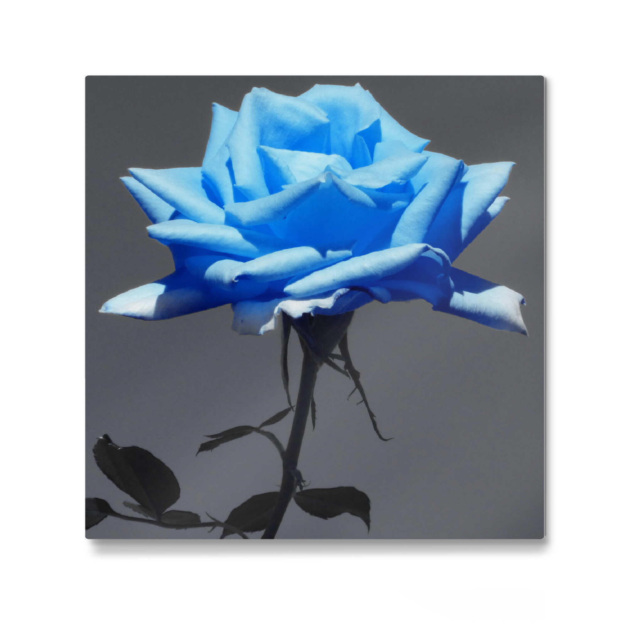 Galerie-Print "Rose hellblau ck" 30x30 cm artboxONE